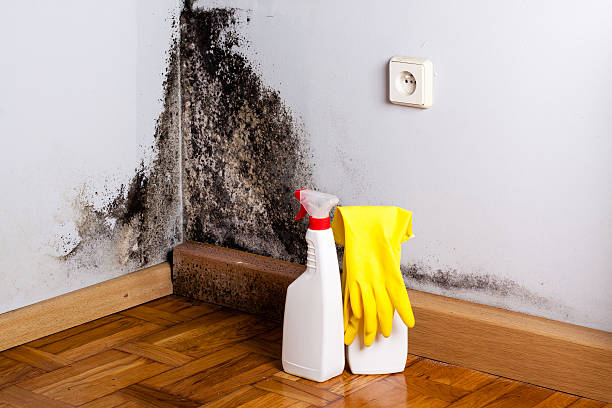 Crawl Space Mold Removal in Louisville, OH